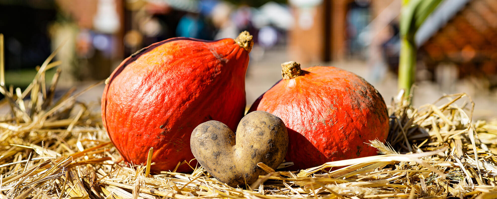 Zwei Kürbisse und eine Kartoffel in Herzform liegen auf einem Strohballen vor dem Tor vom Ökohof Kuhhorst.