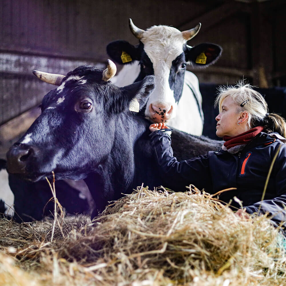 Frau beim Kuscheln mit den Kühen vom Ökohof Kuhhorst