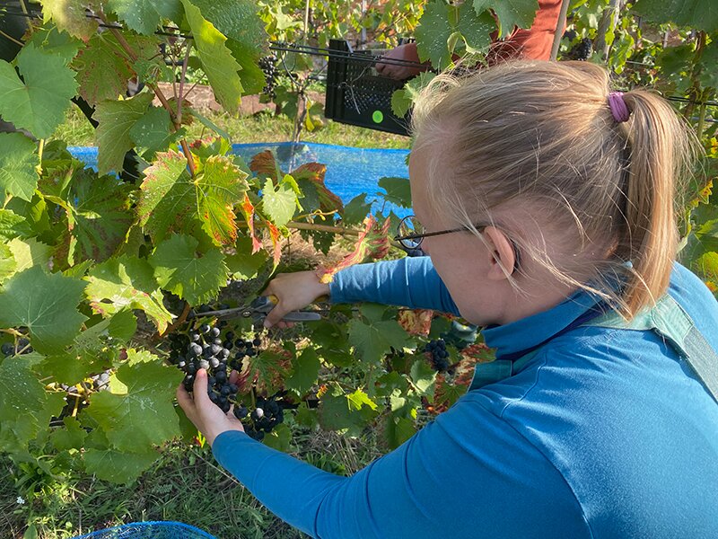 Ernte auf dem Königlichen Weinberg in Potsdam