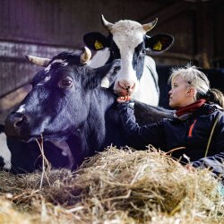 Frau beim Kuscheln mit zwei Kühen