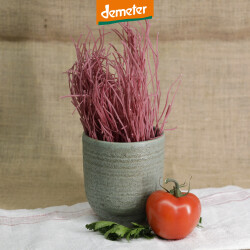 Kuhhorster Rote Bete Spaghetti in der Vase