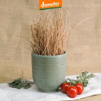 Spaghetti - Weizen Vollkorn 250 g