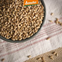 Schale mit Weizenkörnern von oben