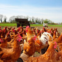 Ein große Schar freilaufender Hühner auf dem Ökohof in Kuhhorst
